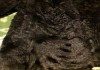 Фото Полушубок женский из меха ламы