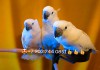 Фото Белохохлый какаду (Cacatua alba) - ручные птенцы из питомника