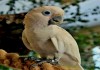 Фото Попугай какаду Гоффина (Cacatua goffiniana) ручные птенцы из питомника