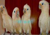 Фото Попугай какаду Гоффина (Cacatua goffiniana) ручные птенцы из питомника